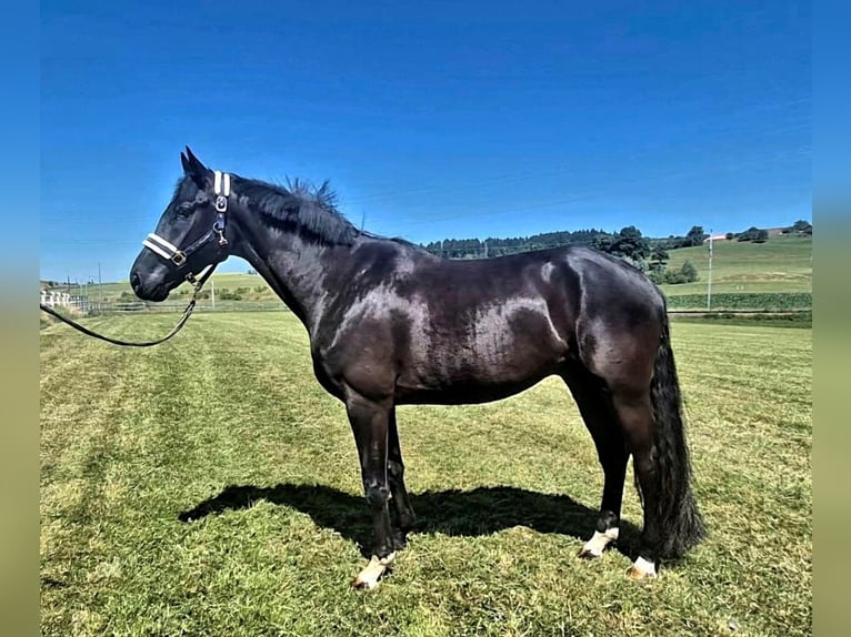 Hanoverian Gelding 5 years 16,1 hh Black in Arnegg