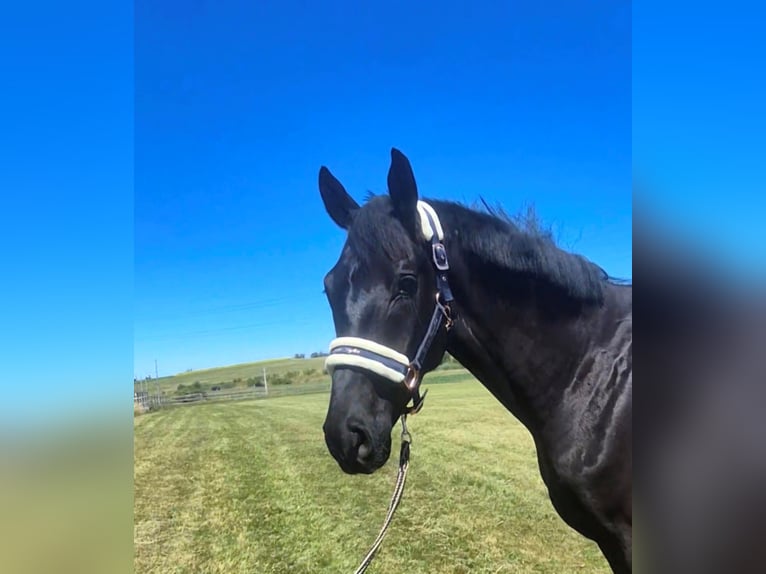 Hanoverian Gelding 5 years 16,1 hh Black in Arnegg