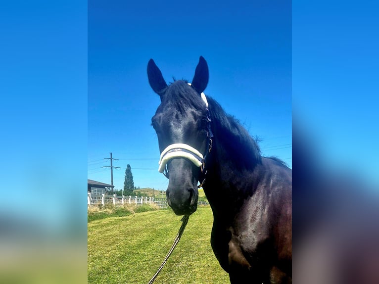Hanoverian Gelding 5 years 16,1 hh Black in Arnegg