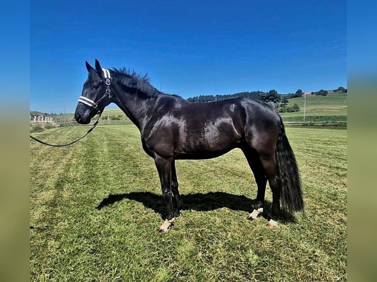 Hanoverian Gelding 5 years 16,1 hh Black in Arnegg