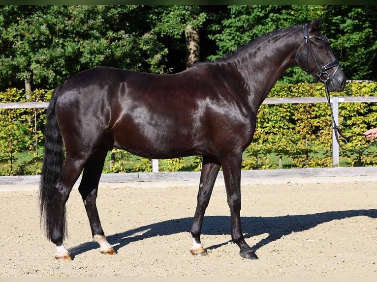 Hanoverian Gelding 5 years 16,1 hh Black in Gomadingen