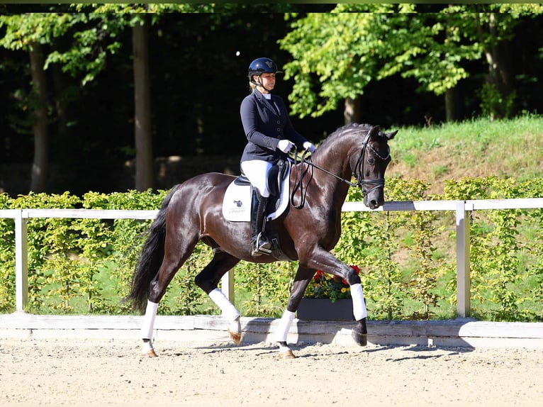 Hanoverian Gelding 5 years 16,1 hh Black in Gomadingen