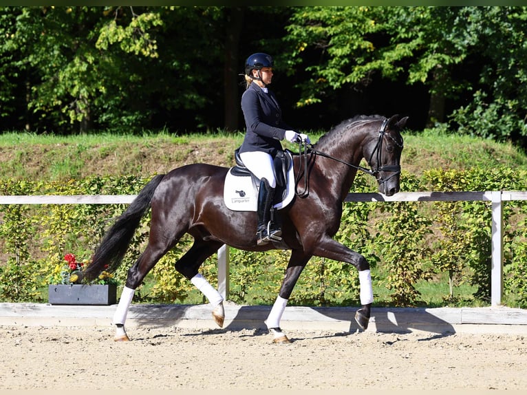 Hanoverian Gelding 5 years 16,1 hh Black in Gomadingen