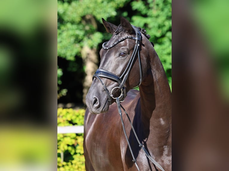 Hanoverian Gelding 5 years 16,1 hh Black in Gomadingen