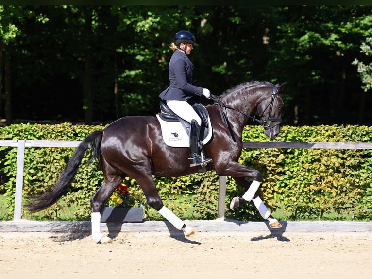 Hanoverian Gelding 5 years 16,1 hh Black in Gomadingen