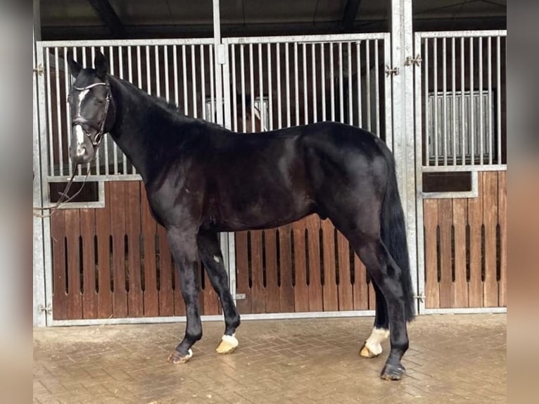 Hanoverian Gelding 5 years 16,1 hh Black in Borgholzhausen