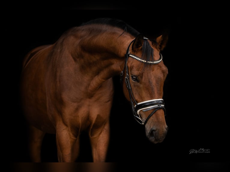 Hanoverian Gelding 5 years 16,1 hh Brown in Bad Pyrmont