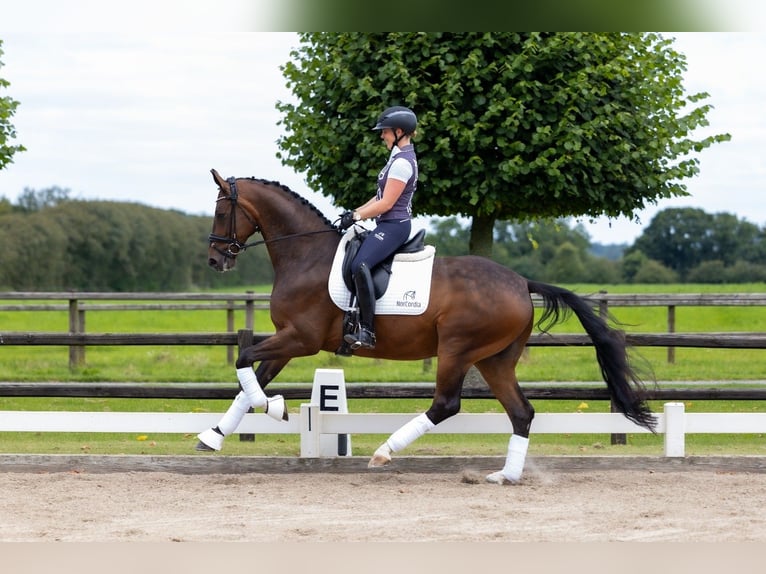 Hanoverian Gelding 5 years 16,1 hh Brown in Girona