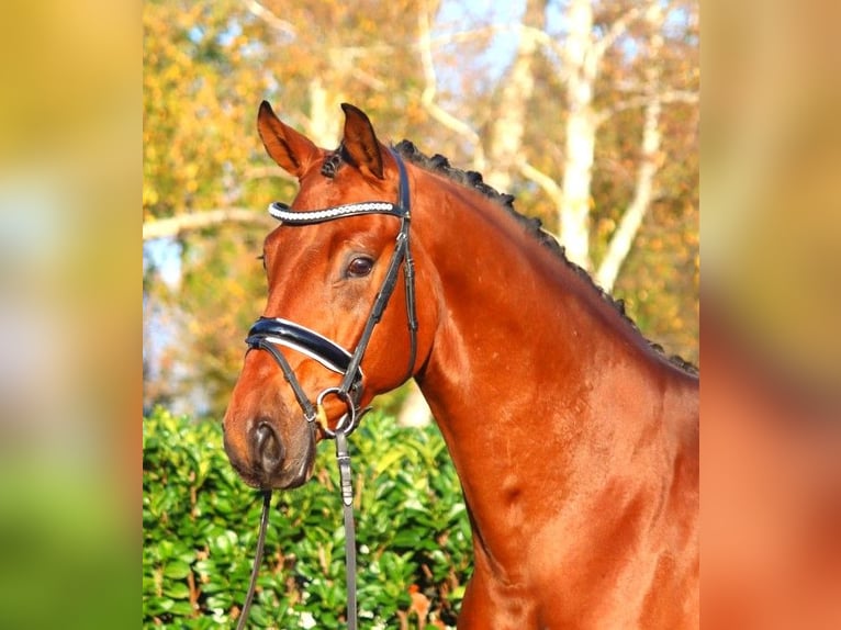 Hanoverian Gelding 5 years 16,1 hh Brown in Selsingen