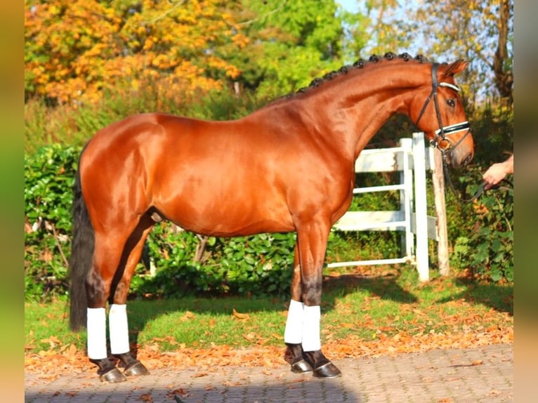 Hanoverian Gelding 5 years 16,1 hh Brown in Selsingen