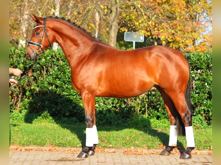 Hanoverian Gelding 5 years 16,1 hh Brown in Selsingen