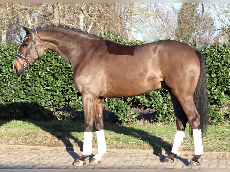 Hanoverian Gelding 5 years 16,1 hh Brown in Selsingen