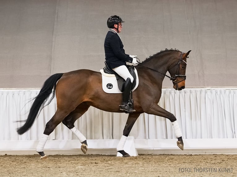 Hanoverian Gelding 5 years 16,1 hh Brown in Verden