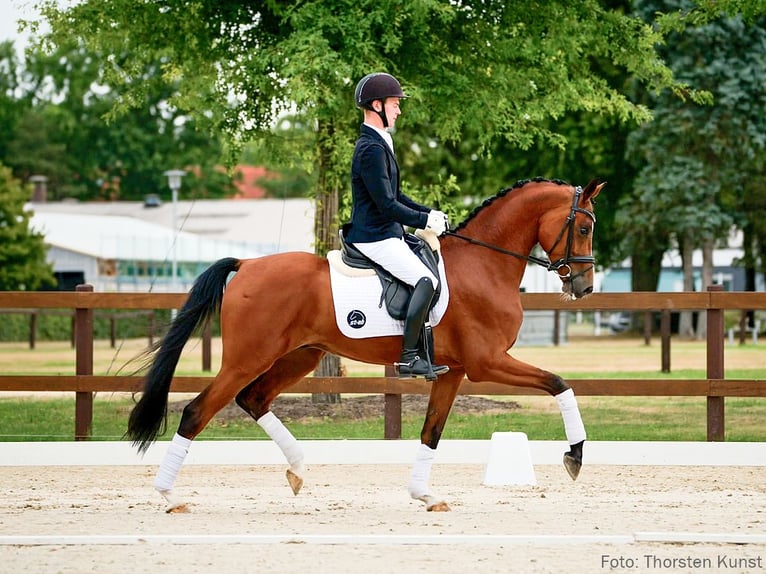 Hanoverian Gelding 5 years 16,1 hh Brown in Verden