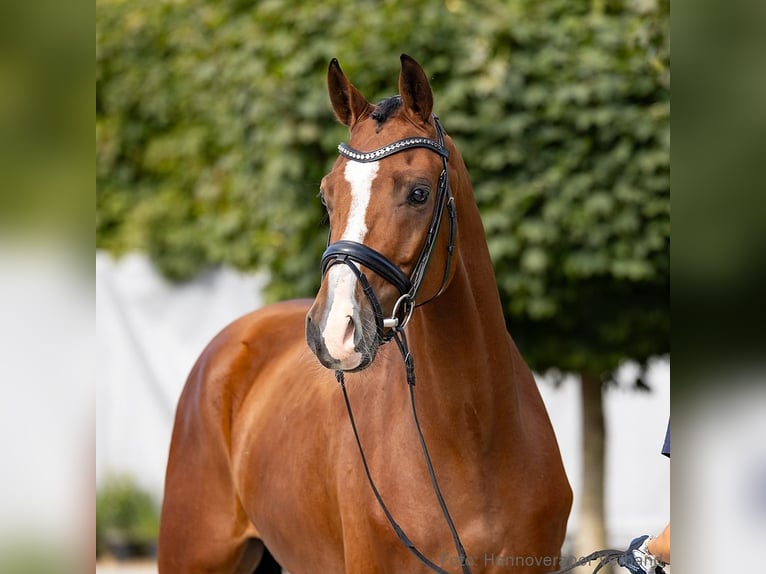 Hanoverian Gelding 5 years 16,1 hh Brown in Verden
