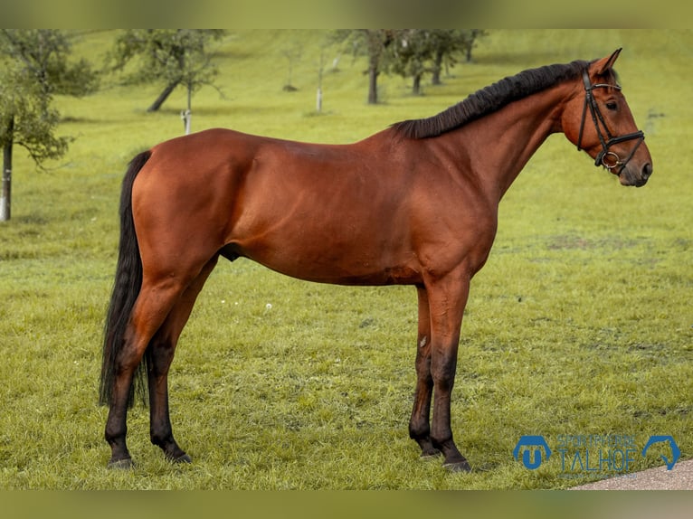 Hanoverian Gelding 5 years 16,1 hh Brown in Korntal-M&#xFC;nchingen