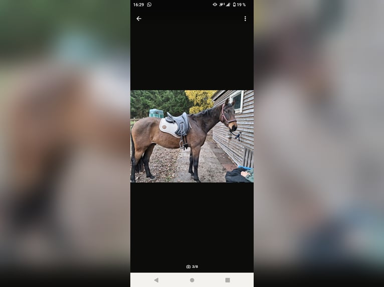 Hanoverian Gelding 5 years 16,1 hh Brown in Hambergen