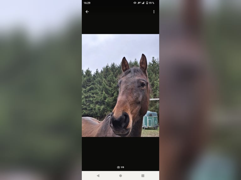 Hanoverian Gelding 5 years 16,1 hh Brown in Hambergen