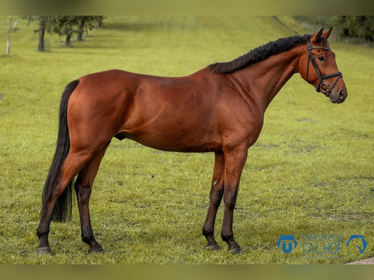 Hanoverian Gelding 5 years 16,1 hh Brown in Korntal-M&#xFC;nchingen