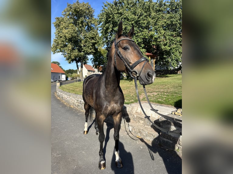 Hanoverian Gelding 5 years 16,1 hh Brown in Hofbieber