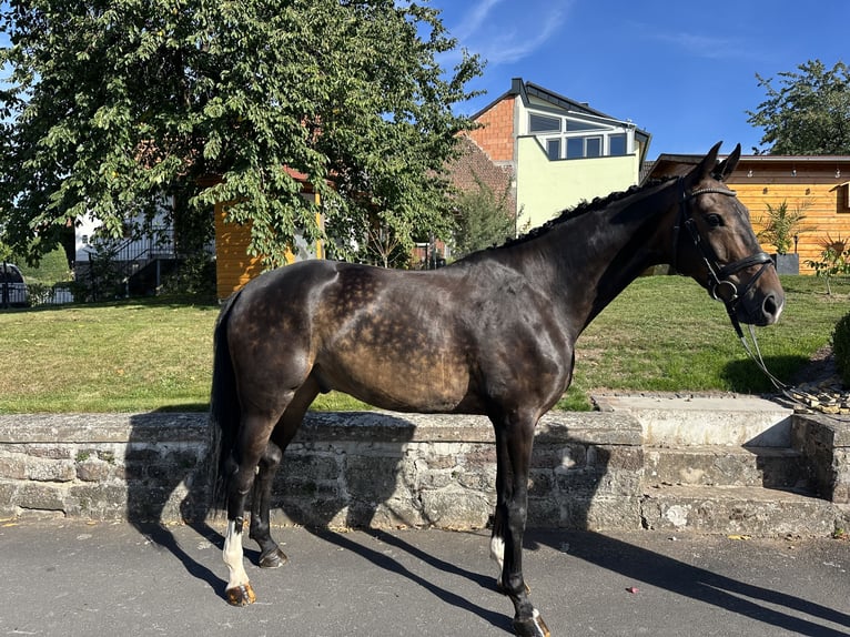 Hanoverian Gelding 5 years 16,1 hh Brown in Hofbieber