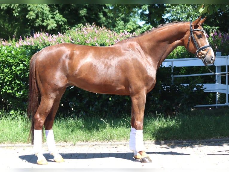 Hanoverian Gelding 5 years 16,1 hh Chestnut in Selsingen