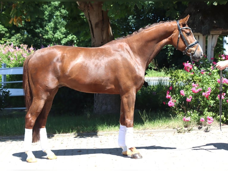 Hanoverian Gelding 5 years 16,1 hh Chestnut in Selsingen