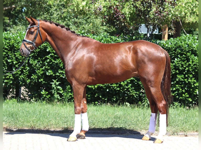 Hanoverian Gelding 5 years 16,1 hh Chestnut in Selsingen