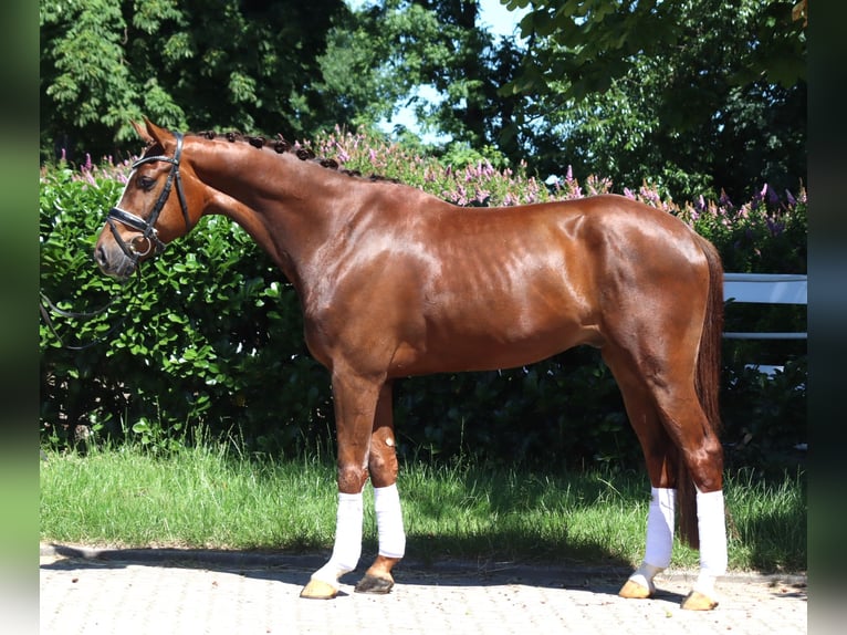 Hanoverian Gelding 5 years 16,1 hh Chestnut in Selsingen
