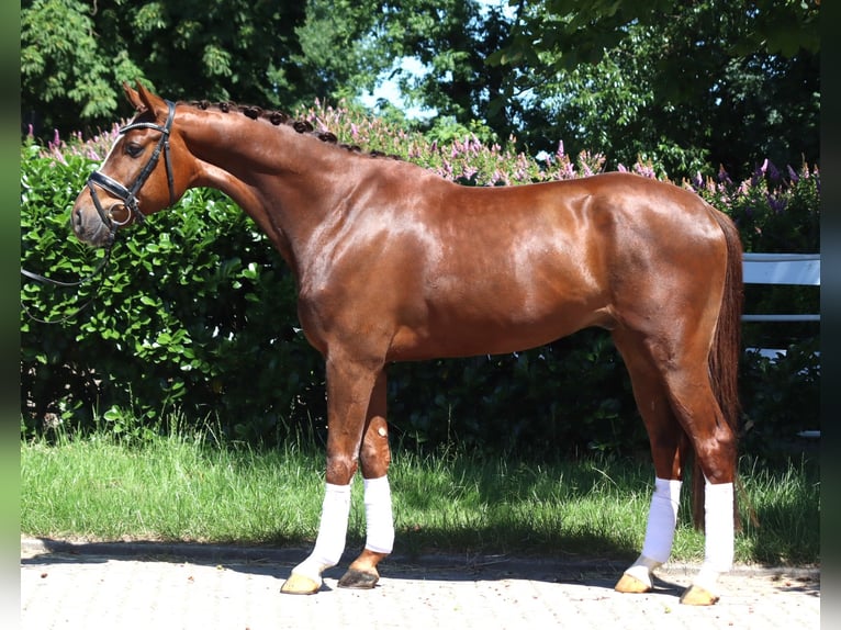 Hanoverian Gelding 5 years 16,1 hh Chestnut in Selsingen