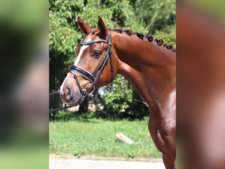 Hanoverian Gelding 5 years 16,1 hh Chestnut in Selsingen