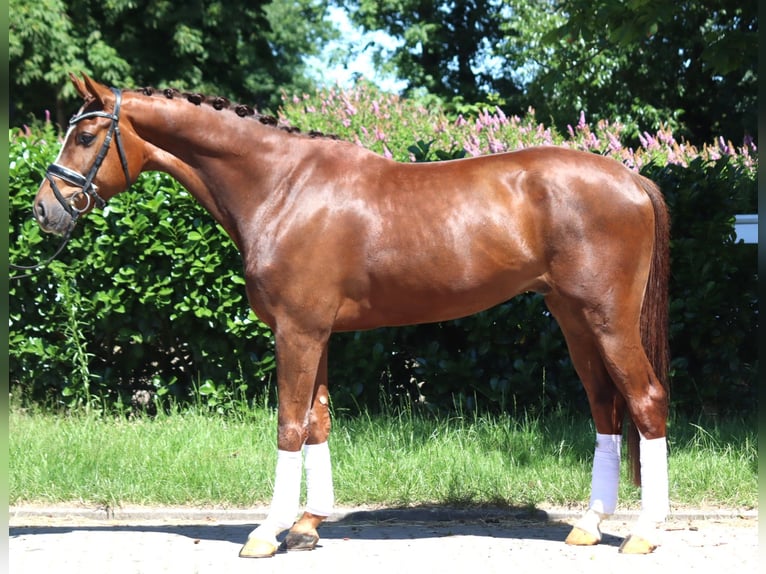 Hanoverian Gelding 5 years 16,1 hh Chestnut in Selsingen