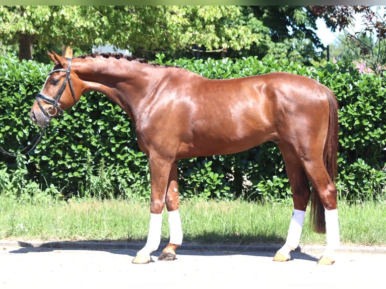 Hanoverian Gelding 5 years 16,1 hh Chestnut in Selsingen
