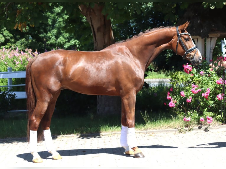 Hanoverian Gelding 5 years 16,1 hh Chestnut in Selsingen