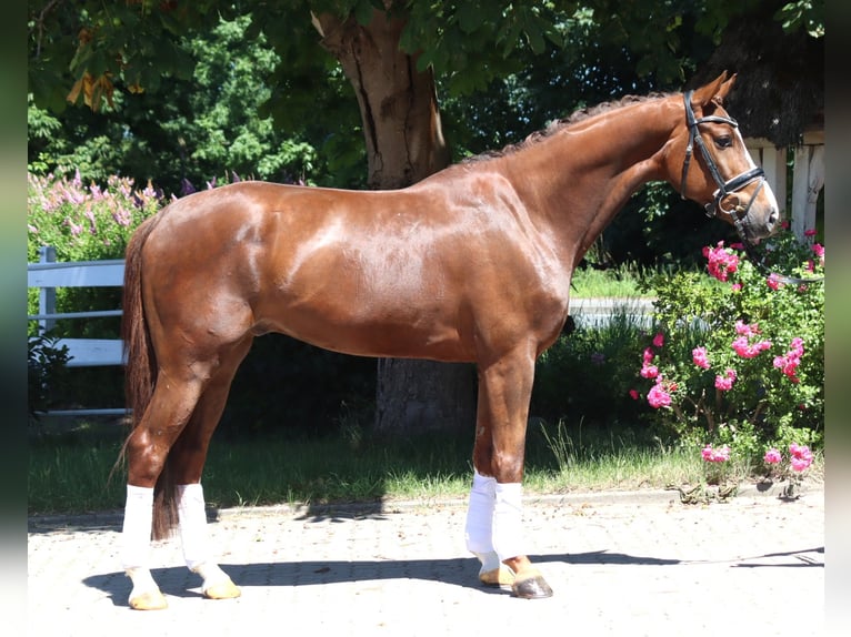 Hanoverian Gelding 5 years 16,1 hh Chestnut in Selsingen