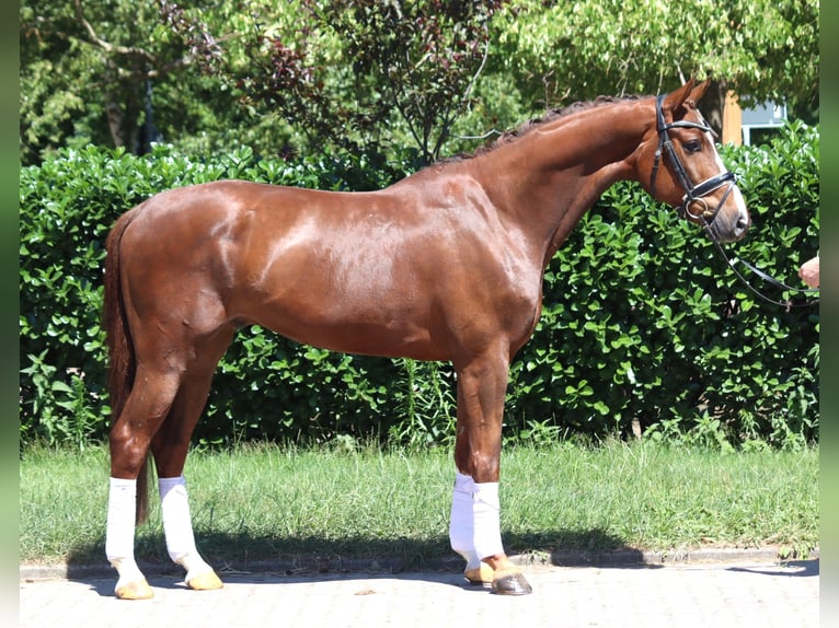 Hanoverian Gelding 5 years 16,1 hh Chestnut in Selsingen