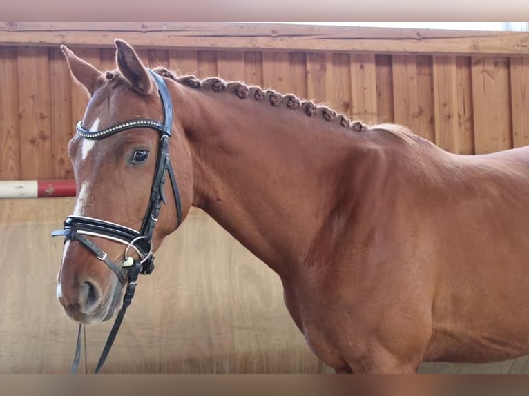 Hanoverian Gelding 5 years 16,1 hh Chestnut-Red in Herborn
