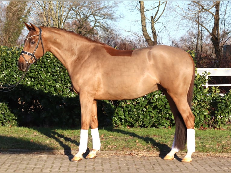Hanoverian Gelding 5 years 16,1 hh Chestnut-Red in Selsingen