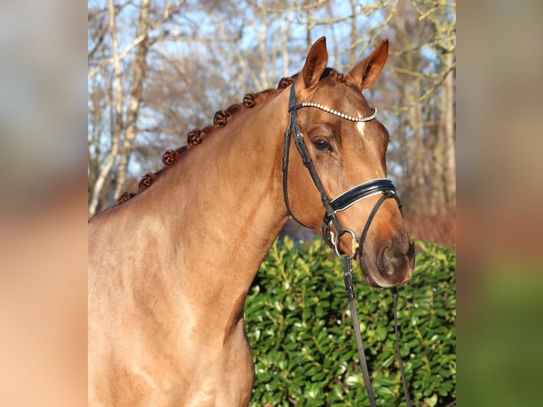 Hanoverian Gelding 5 years 16,1 hh Chestnut-Red in Selsingen