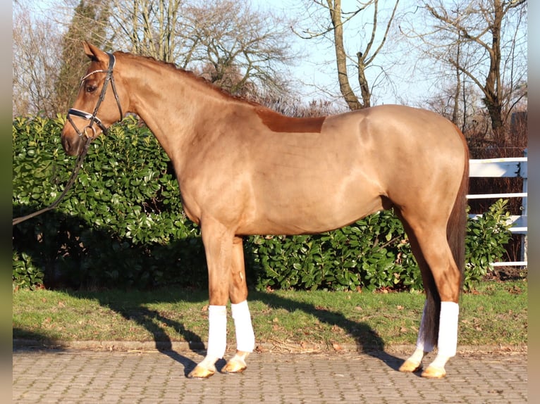 Hanoverian Gelding 5 years 16,1 hh Chestnut-Red in Selsingen
