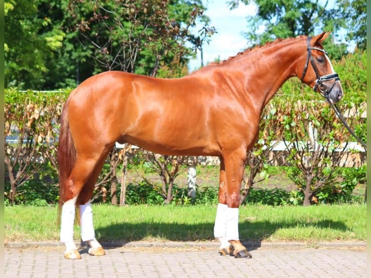 Hanoverian Gelding 5 years 16,1 hh Chestnut-Red in Selsingen