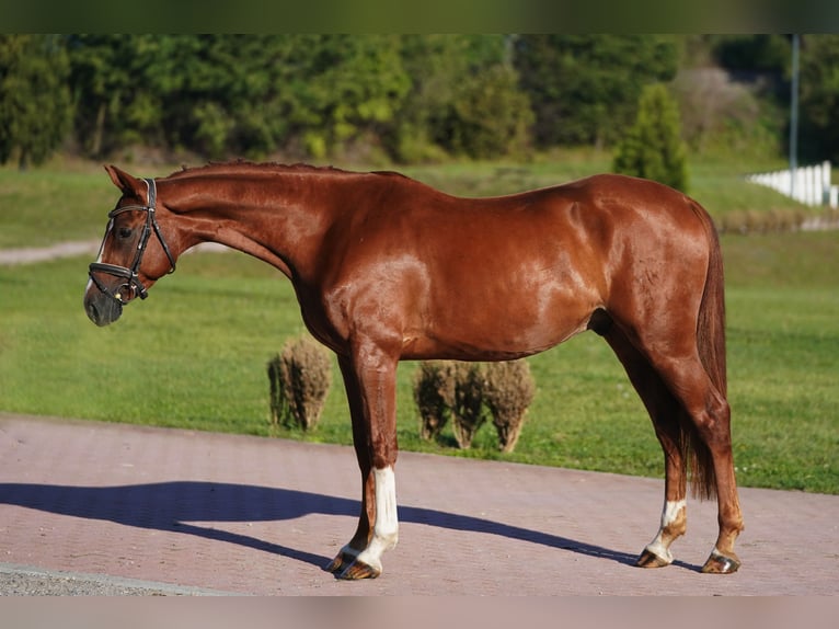 Hanoverian Gelding 5 years 16,1 hh Chestnut-Red in Prag Region