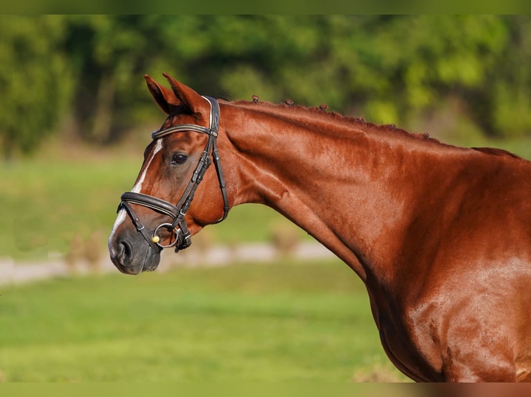 Hanoverian Gelding 5 years 16,1 hh Chestnut-Red in Prag Region