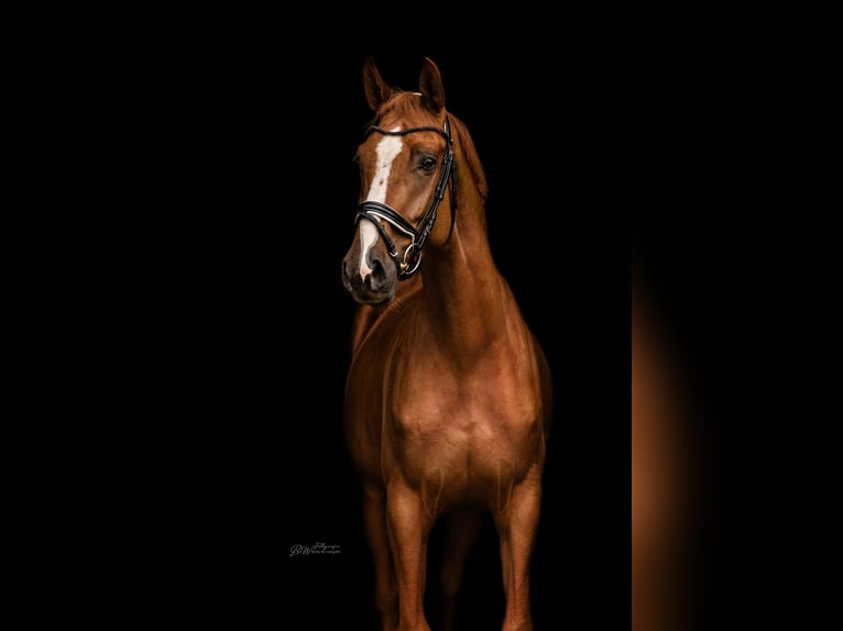 Hanoverian Gelding 5 years 16,1 hh Chestnut-Red in Bad Pyrmont