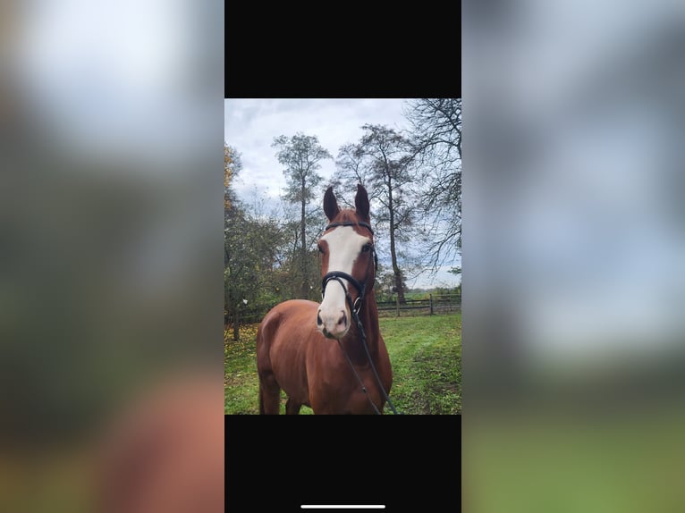 Hanoverian Gelding 5 years 16,1 hh Chestnut-Red in Bremen