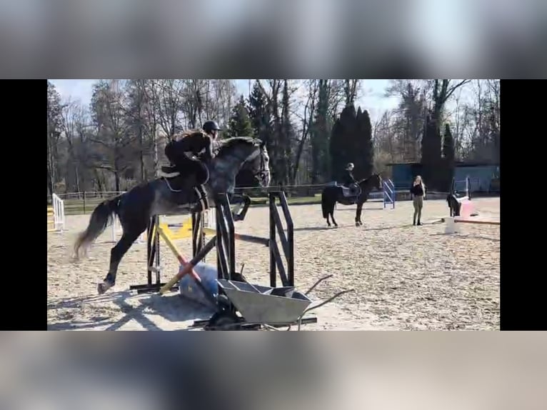 Hanoverian Gelding 5 years 16,1 hh Grey-Dapple in Waldshut-Tiengen