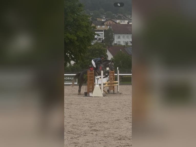 Hanoverian Gelding 5 years 16,1 hh Grey-Dapple in Waldshut-Tiengen