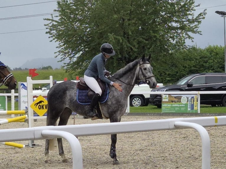 Hanoverian Gelding 5 years 16,1 hh Grey-Dapple in Waldshut-Tiengen