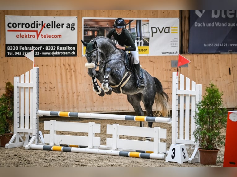 Hanoverian Gelding 5 years 16,1 hh Grey-Dapple in Waldshut-Tiengen
