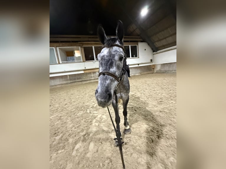 Hanoverian Gelding 5 years 16,1 hh Grey-Dapple in Waldshut-Tiengen